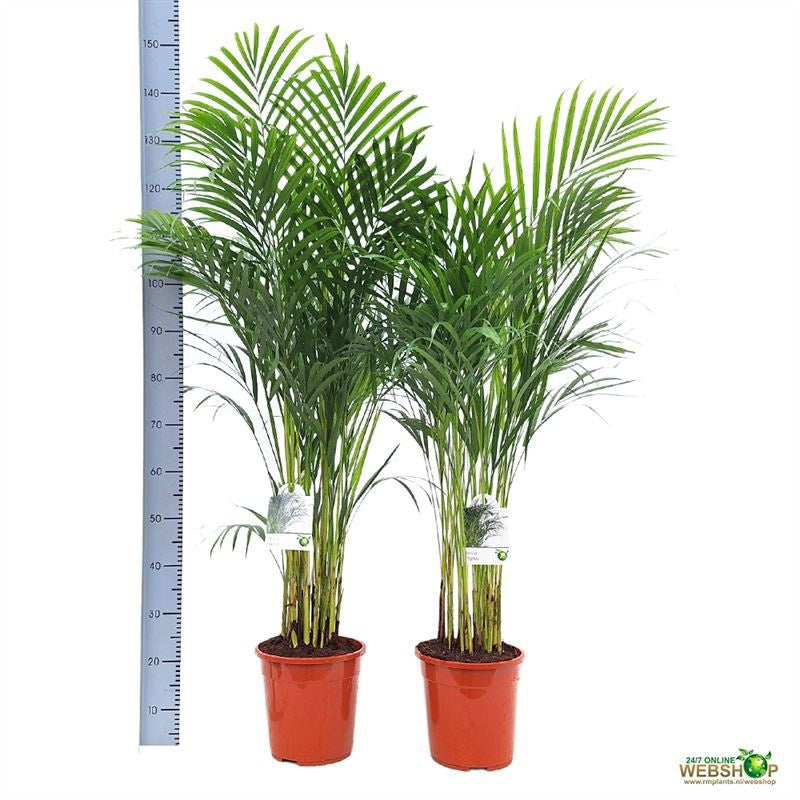 Dypsis lutescens 160cm 24cm Pot