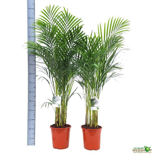 Dypsis lutescens 160cm 24cm Pot