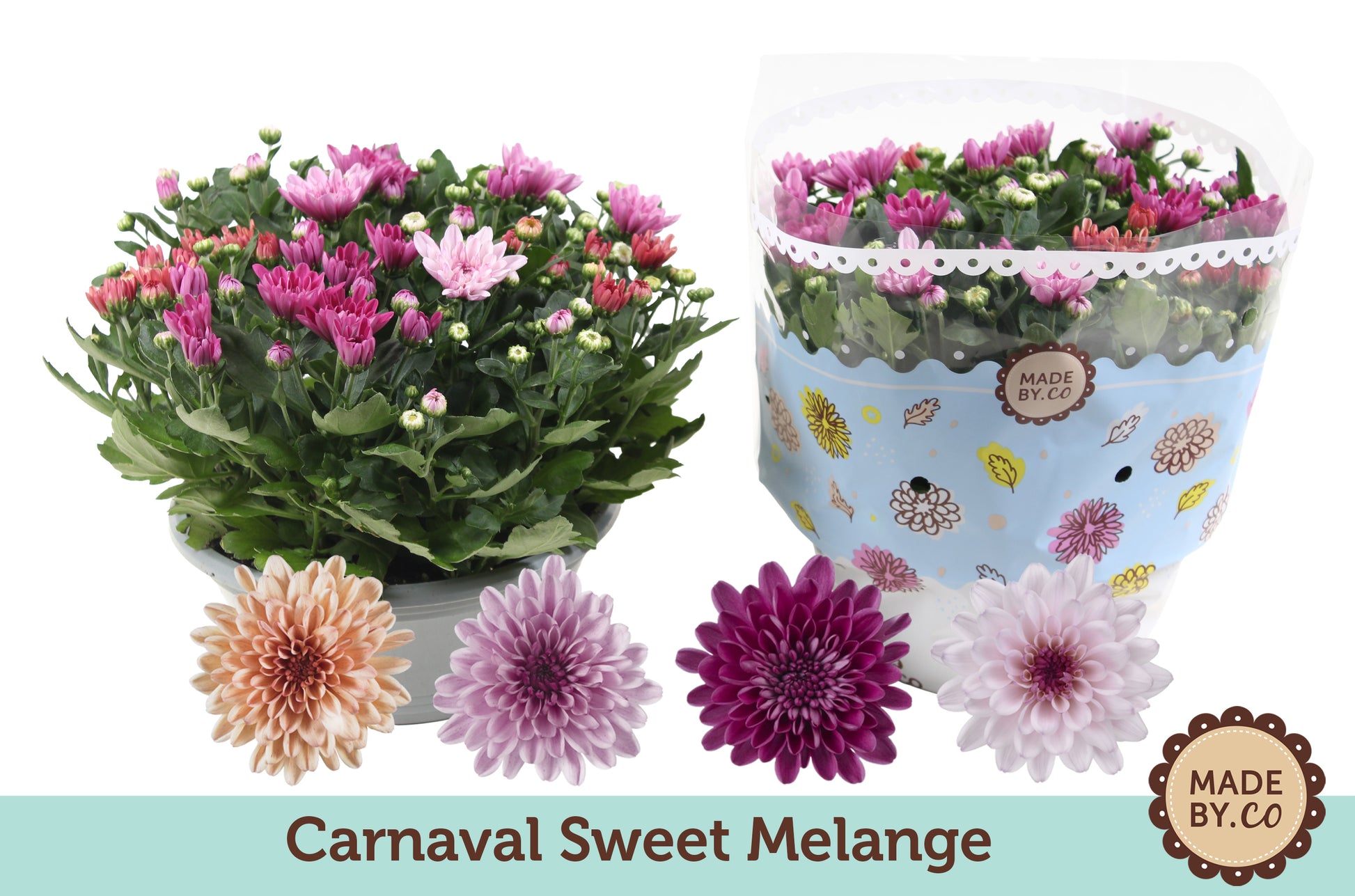 Chrysanthemum Sweet carnaval 27cm 23cm Pot