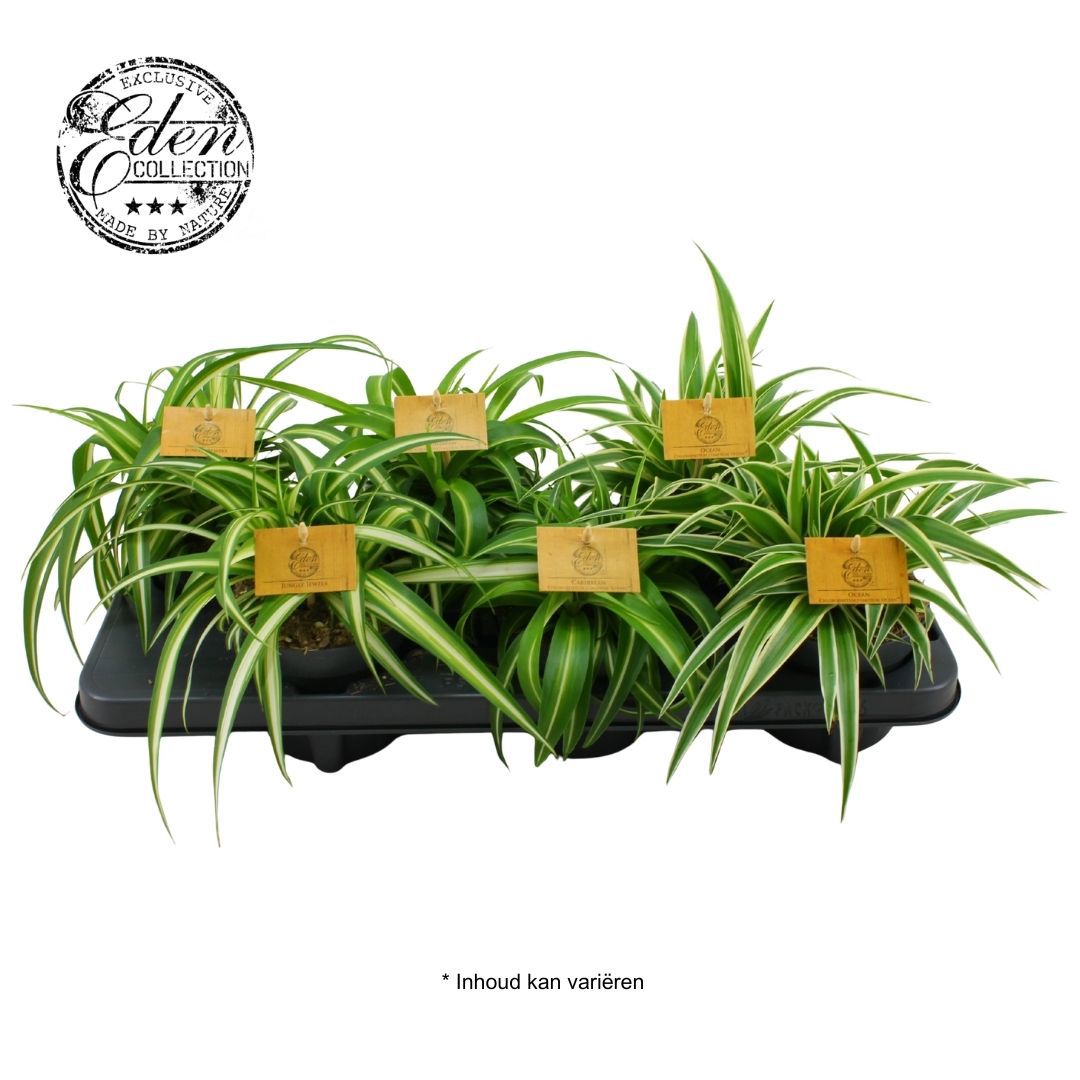 Chlorophytum mix 20cm 12cm Pot