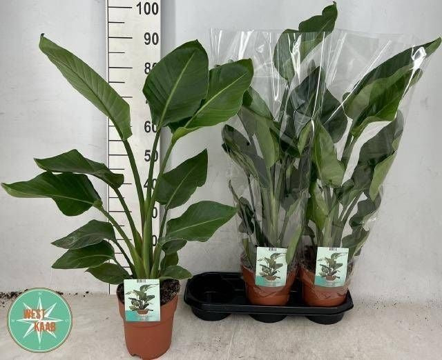 Strelitzia nicolai 100cm 19cm Pot