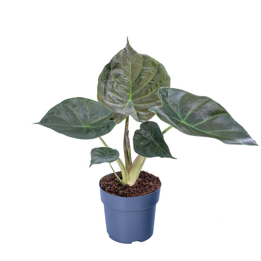 Alocasia wentii 65cm 17cm Pot