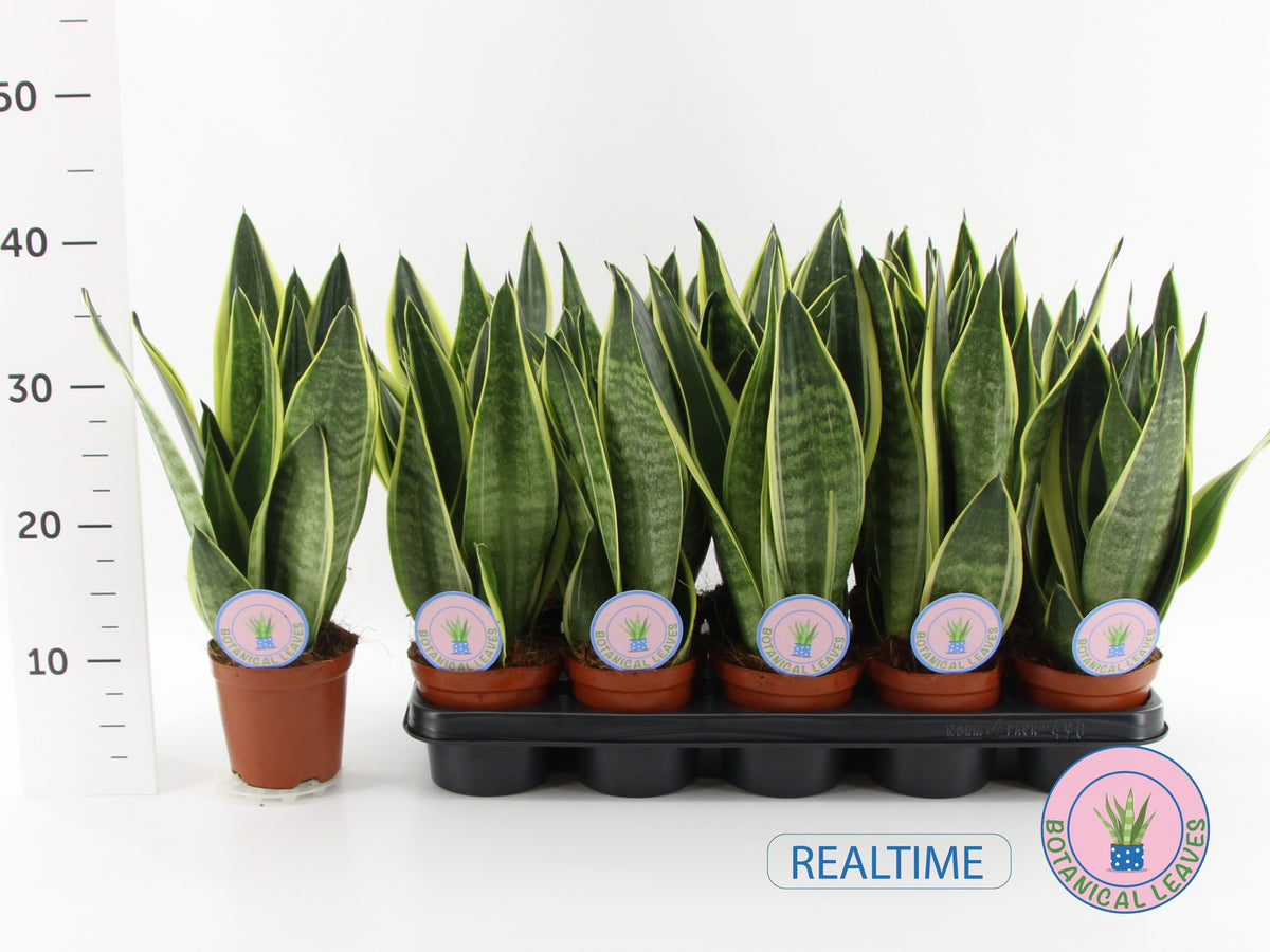 Sansevieria Canary 40cm 12cm Pot