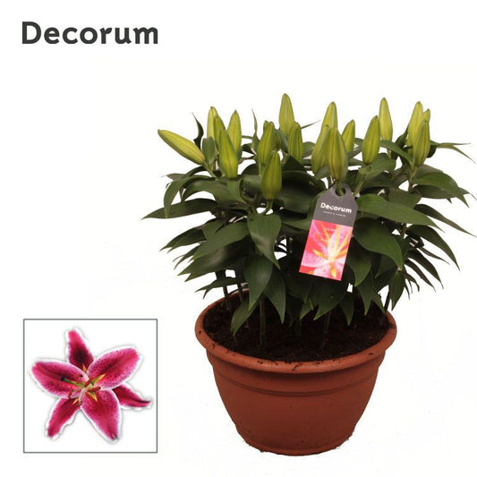 Lilium or. Starlight Express 55cm 25cm Pot