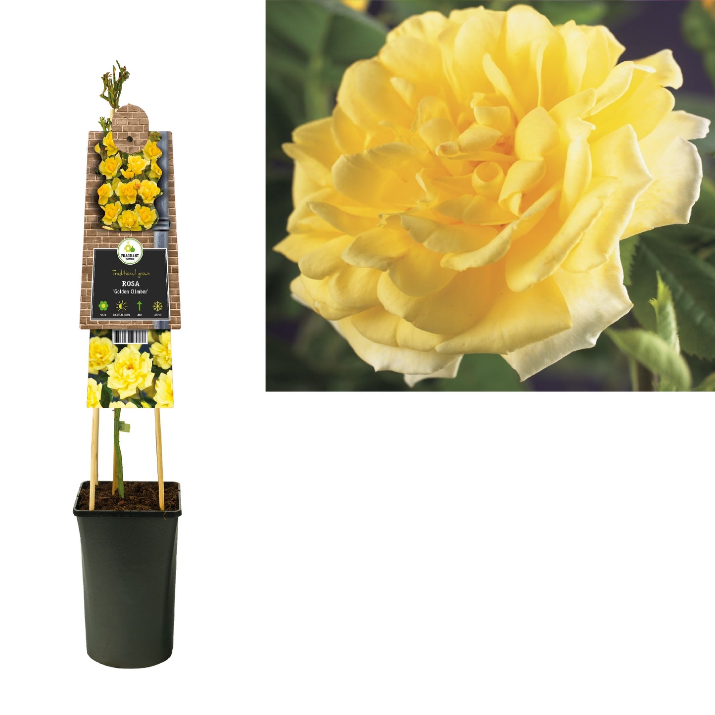 Rose Golden Climber 75cm 17cm Pot