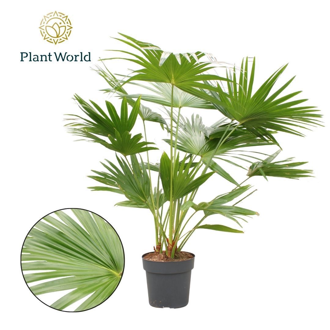 Livistona rotundifolia 160cm 27cm Pot
