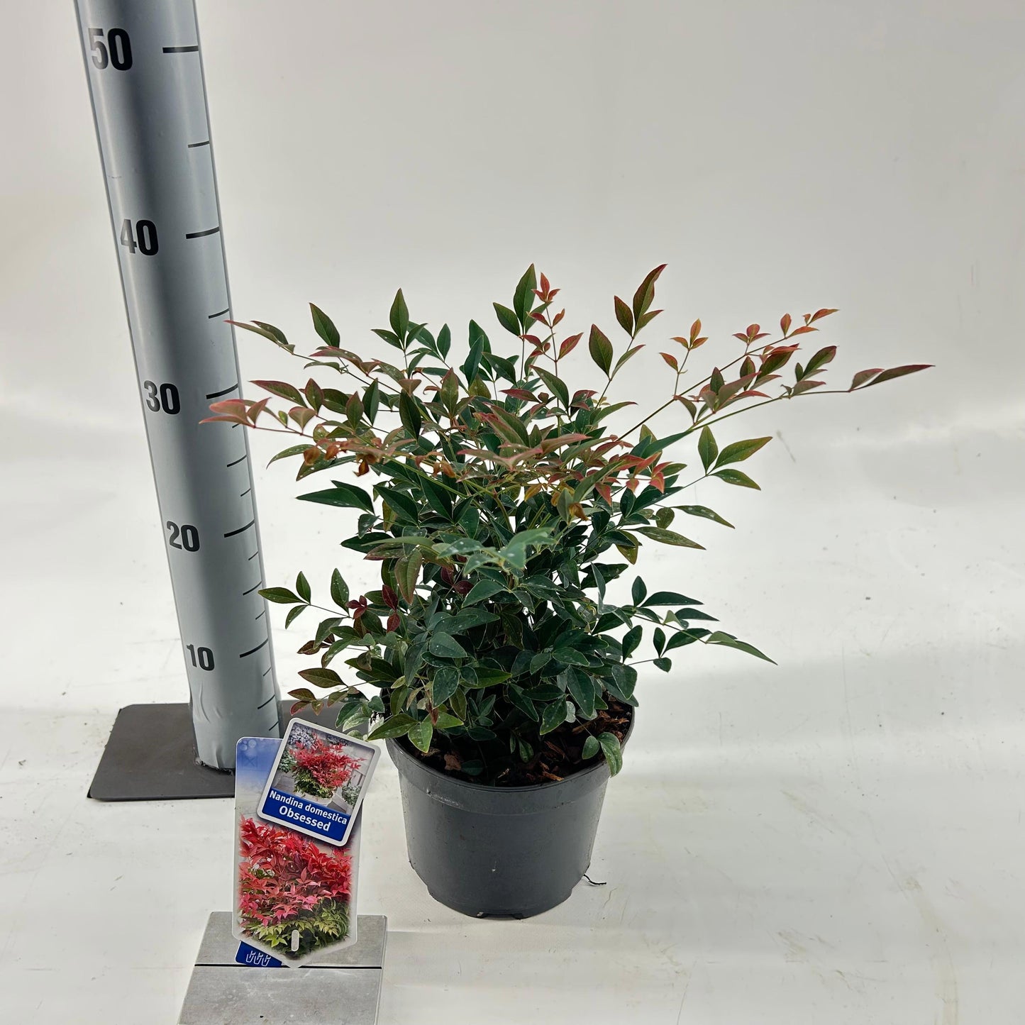 Nandina domestica Obsessed 35cm 17cm Pot