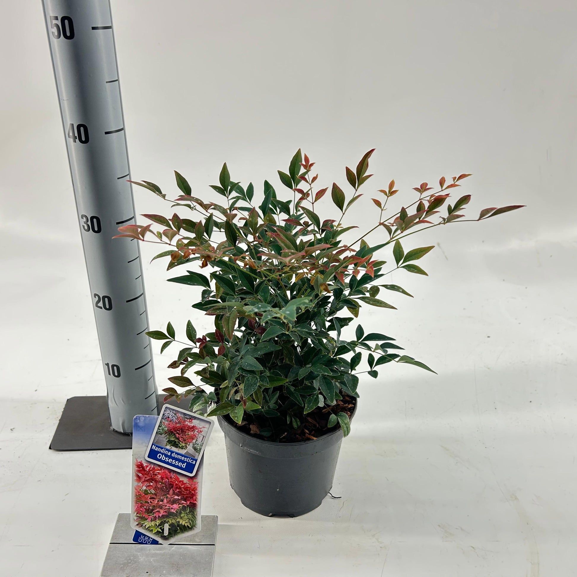 Nandina domestica Obsessed 35cm 17cm Pot