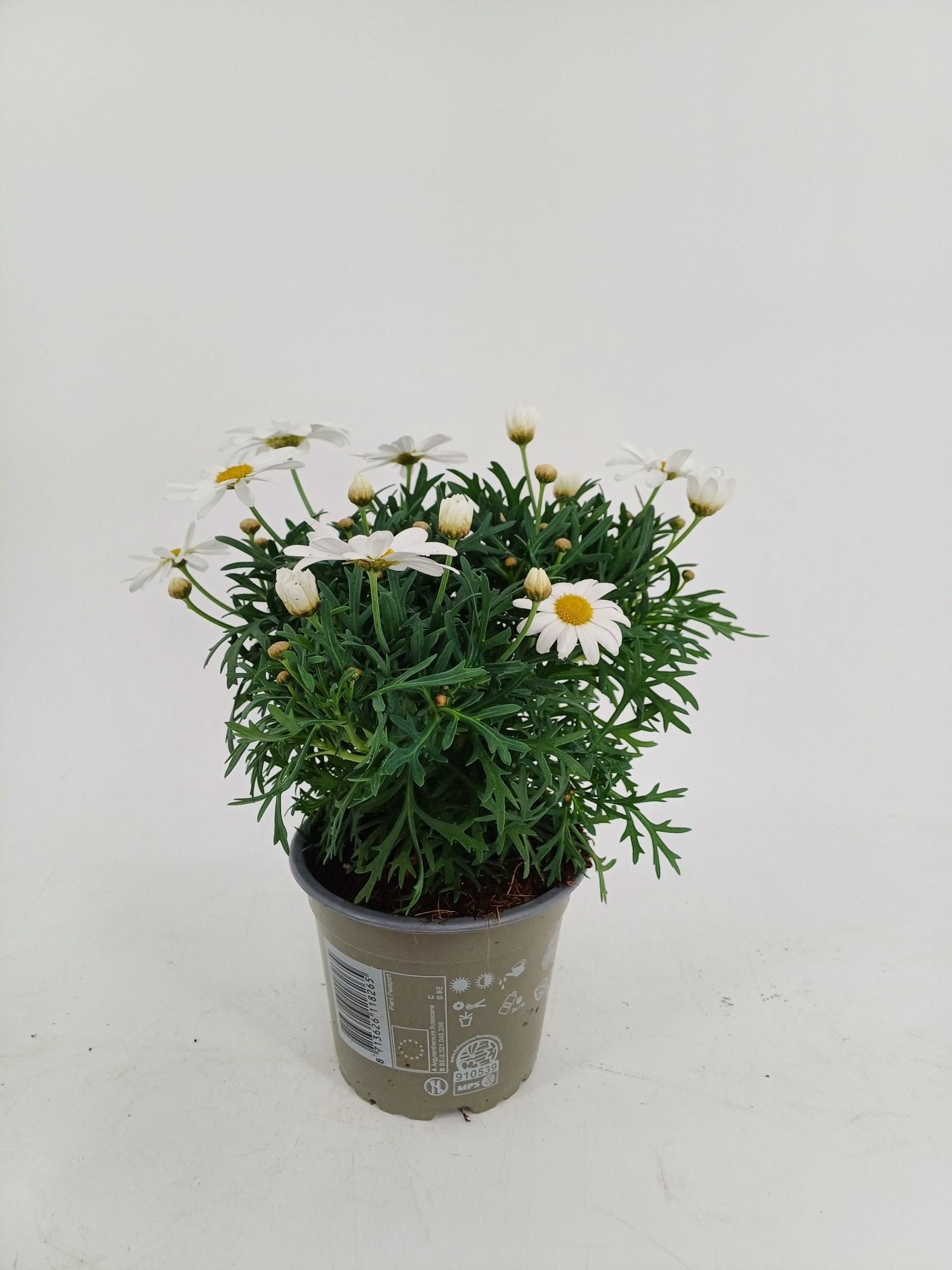 Argyranthemum Simba White 25cm 12cm Pot