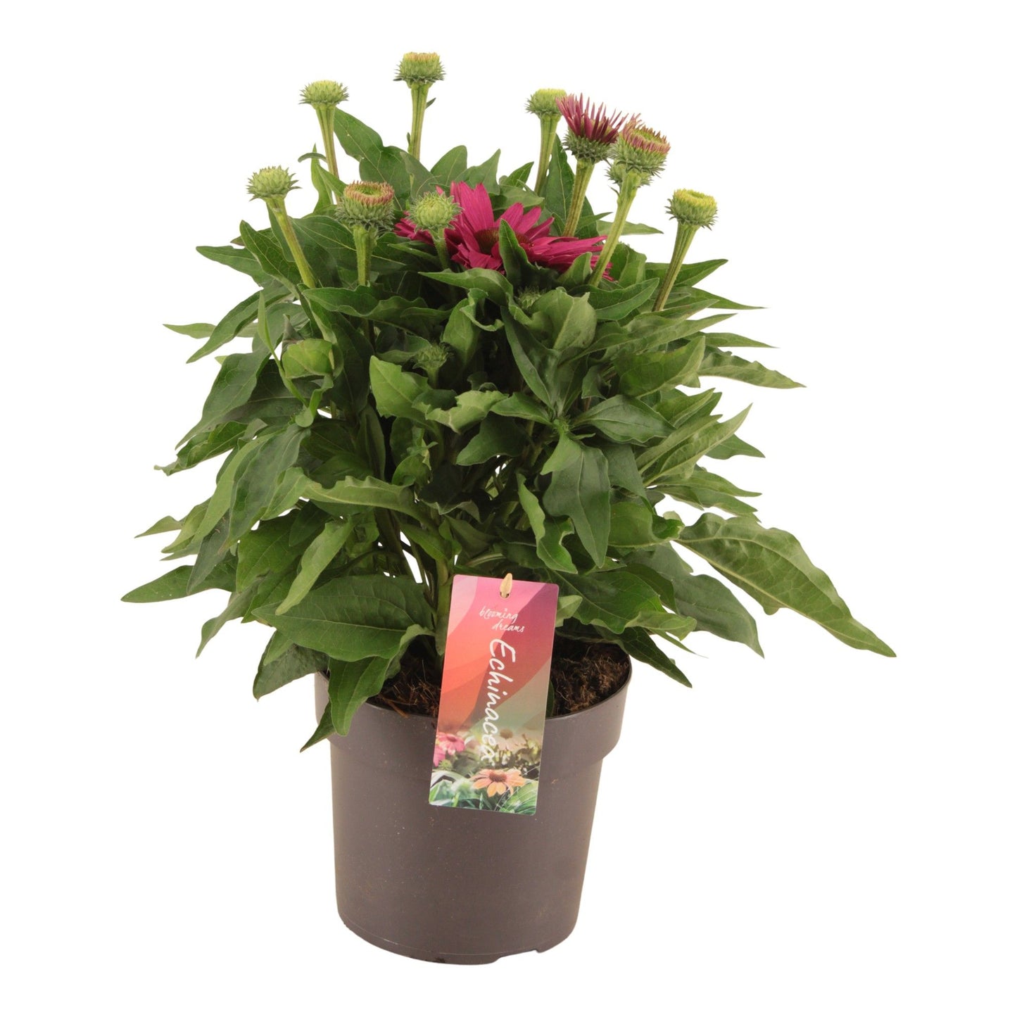 Echinacea Sunseekers Sweet Fuchsia 40cm 17cm Pot