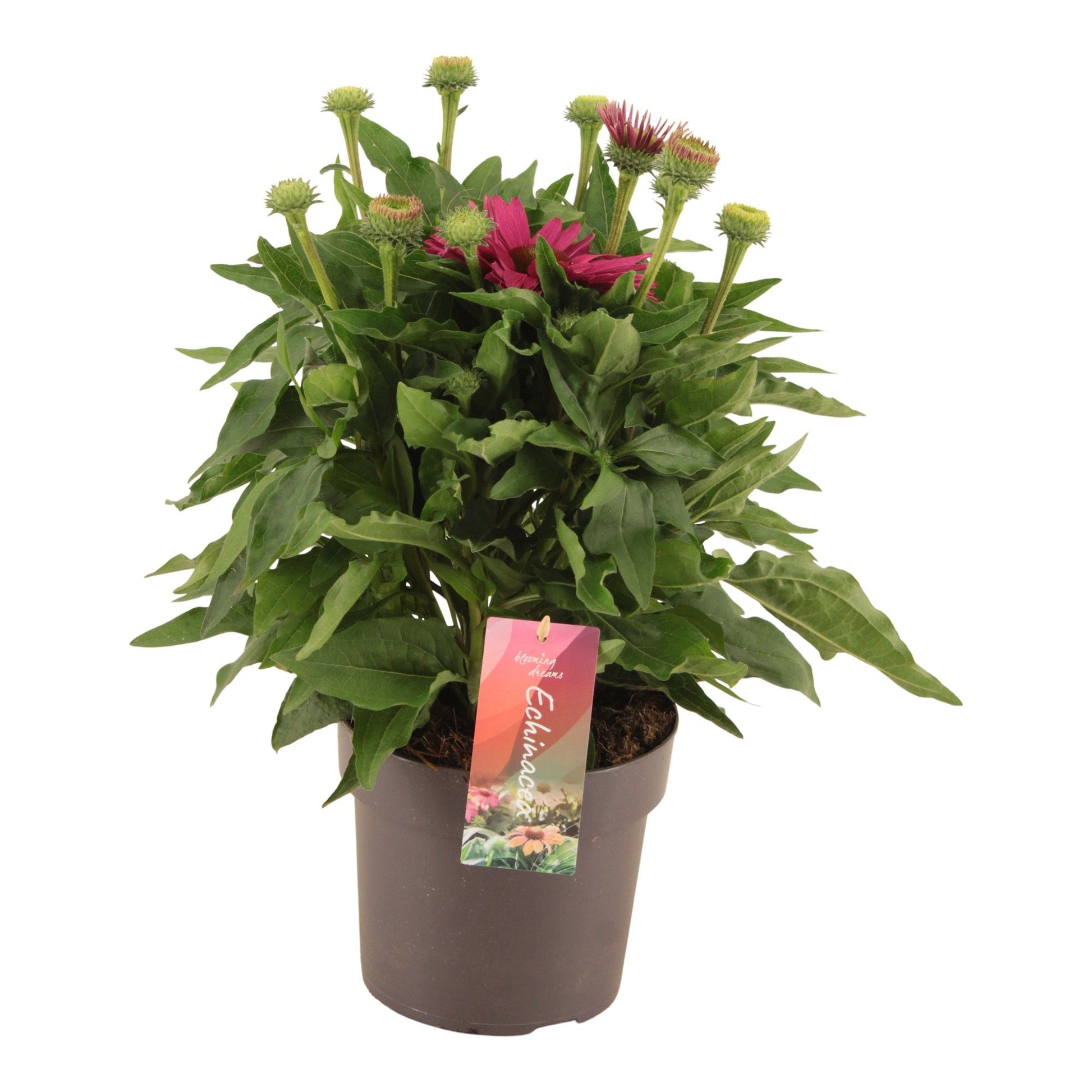 Echinacea Sunseekers Sweet Fuchsia 40cm 17cm Pot