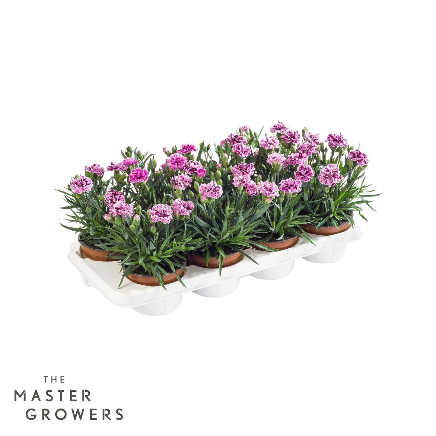 Dianthus DiaDeur Sissy 25cm 12cm Pot