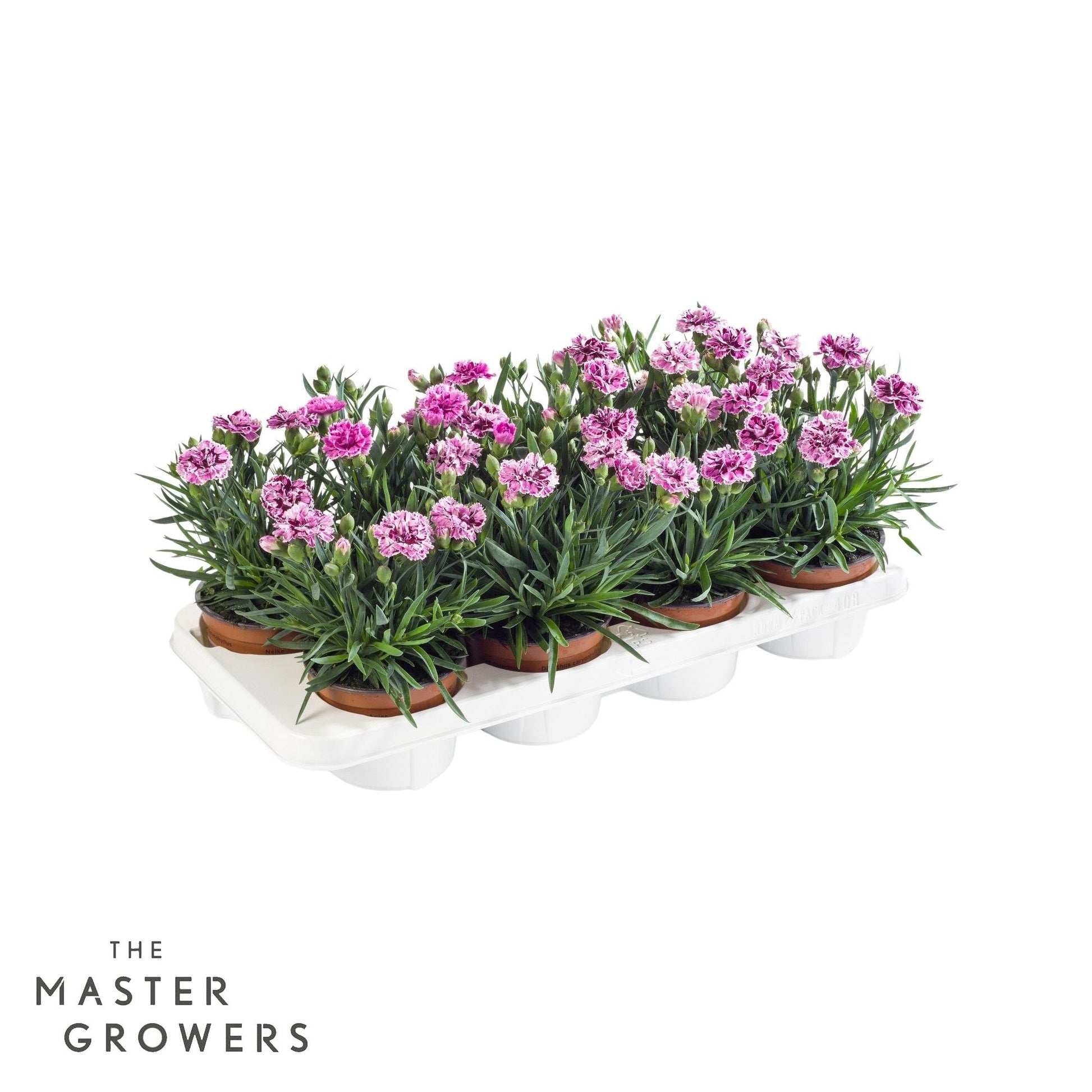 Dianthus DiaDeur Sissy 25cm 12cm Pot