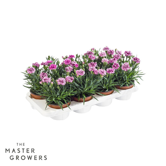 Dianthus DiaDeur Sissy 25cm 12cm Pot