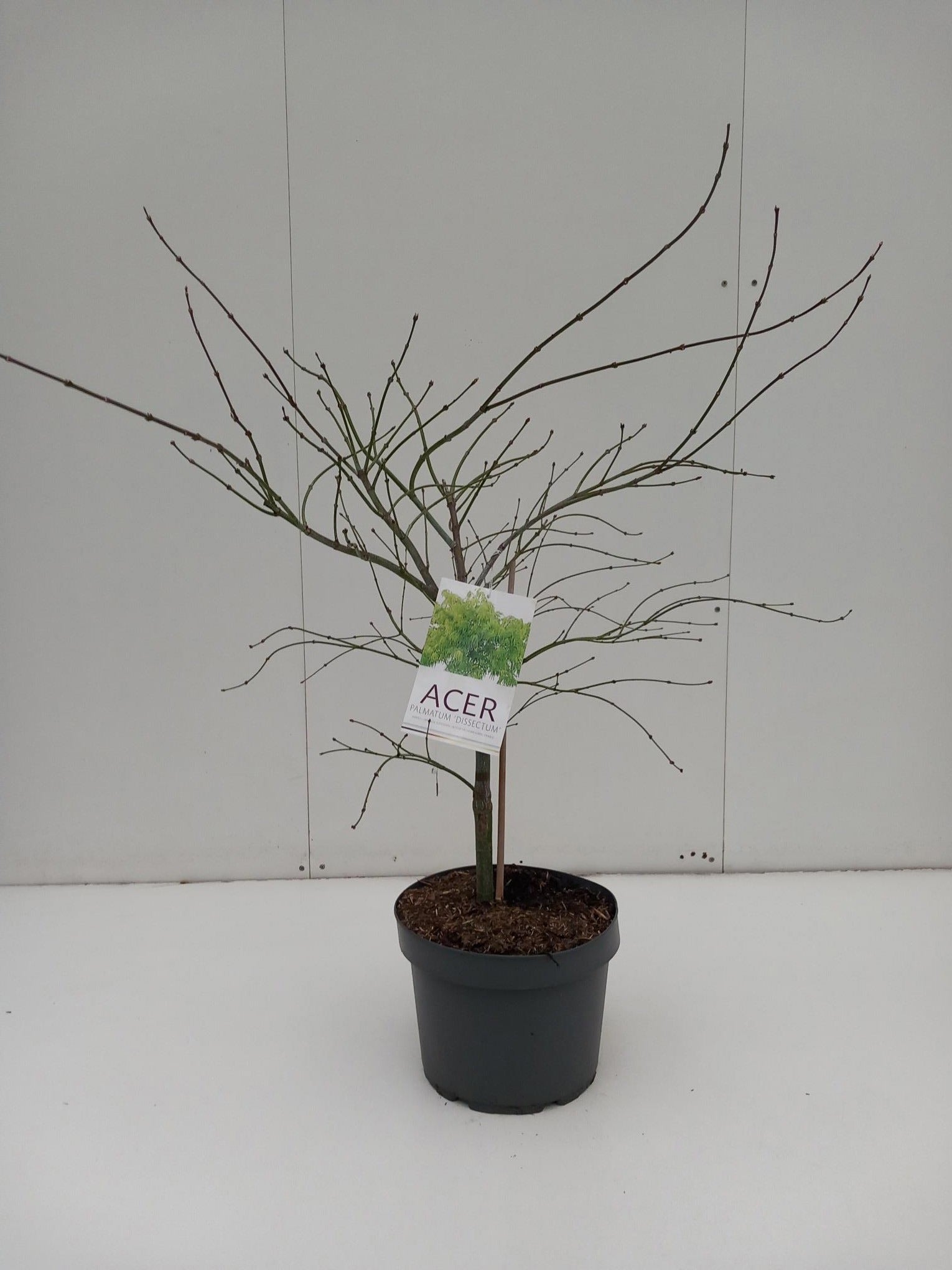 Acer Dissectum 90cm 29cm Pot