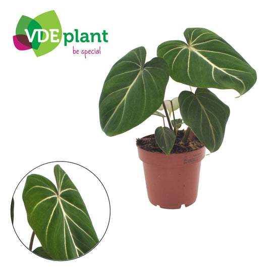 Philodendron Gloriosum 25cm 12cm Pot
