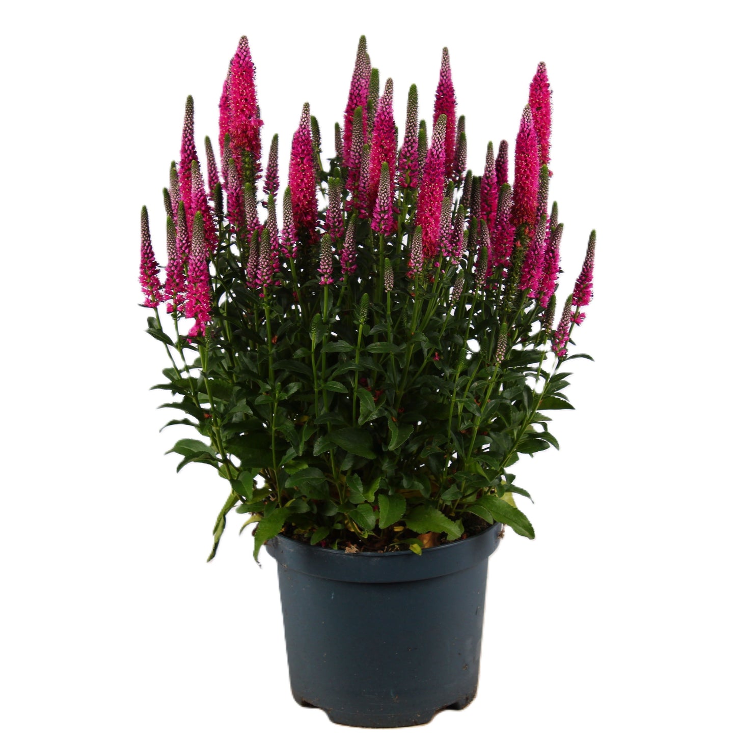 Veronica spicata 55cm 19cm Pot