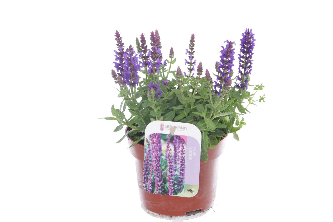 Salvia Sensation Deep Blue 35cm 13cm Pot