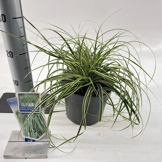 Carex osh. Evercolor Evercream 20cm 17cm Pot