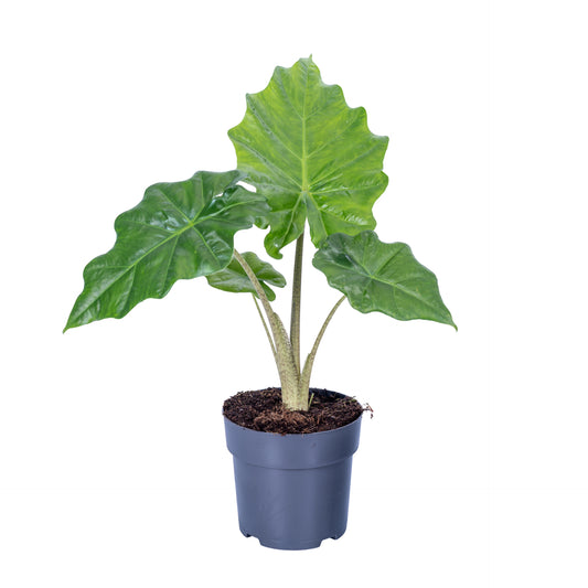 Alocasia Portodora 45cm 14cm Pot