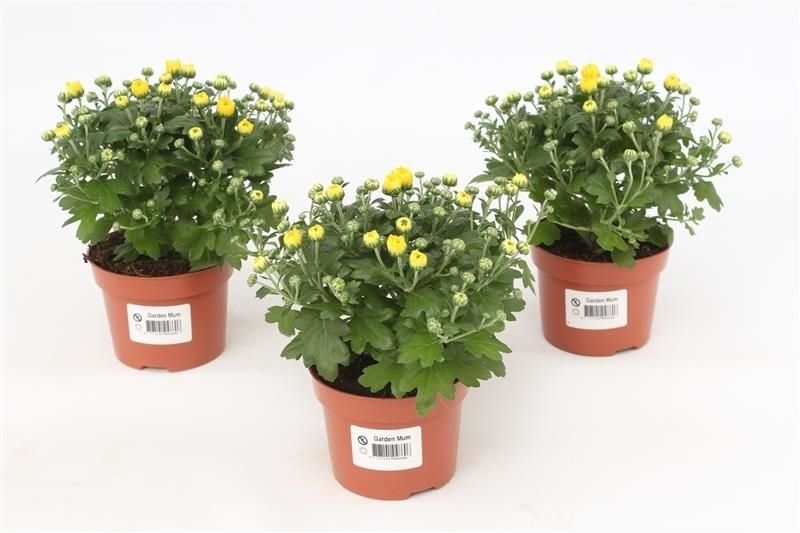 Chrysanthemum Gardenmum yellow 17cm 510cm Pot