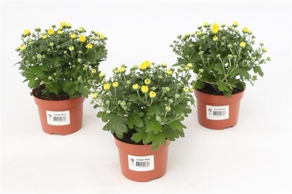 Chrysanthemum Gardenmum yellow 17cm 510cm Pot