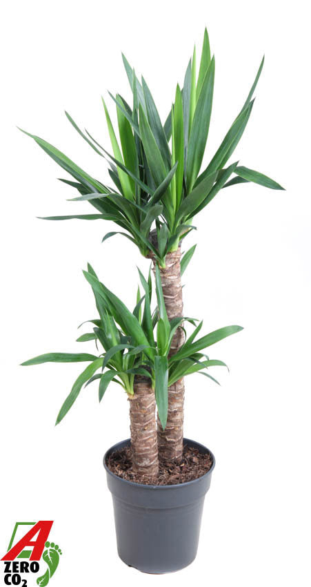 Yucca 60-30 110cm 21cm Pot