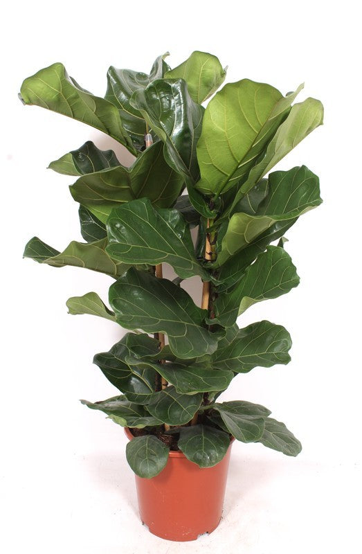 Ficus lyrata 120cm 27cm Pot