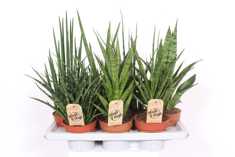 Sansevieria luxury mix 55cm 14cm Pot