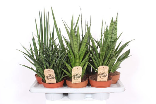 Sansevieria luxury mix 55cm 14cm Pot