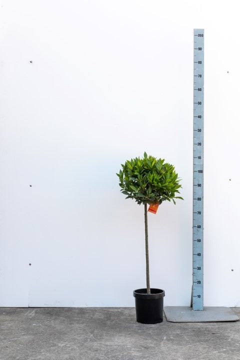 Laurus nobilis standard 110cm 20cm Pot