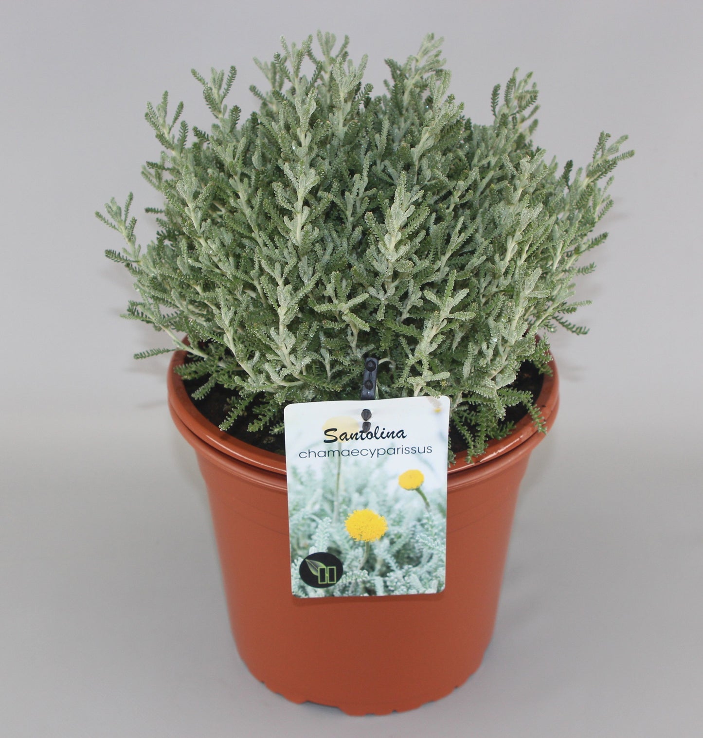 Santolina chamaecyparissus 35cm 23cm Pot