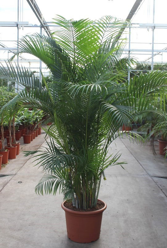 Dypsis lutescens 220cm 45cm Pot