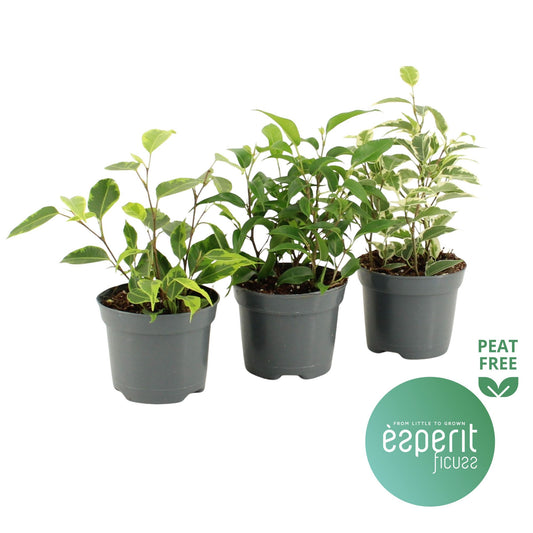 Ficus benjamina mix 20cm Special Pot (508)