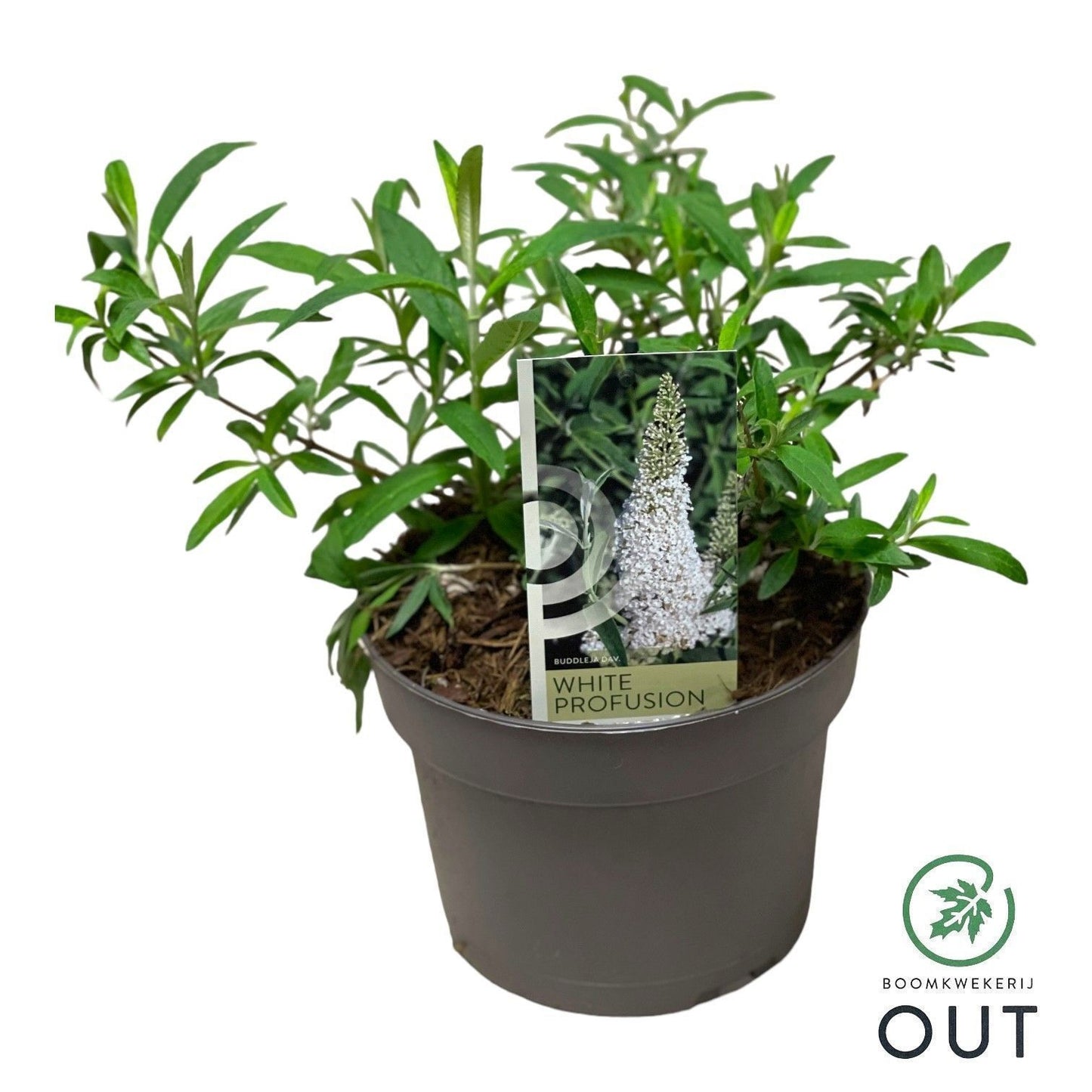 Buddleja davidii White Profusion 50cm 19cm Pot