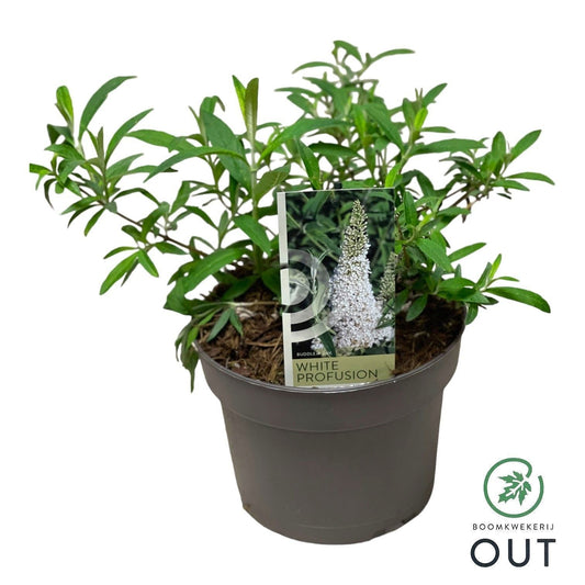 Buddleja davidii White Profusion 50cm 19cm Pot