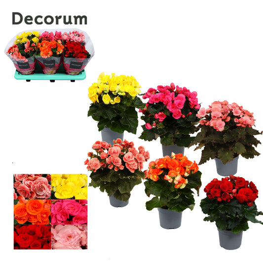 Begonia elatior  mix 32cm 13cm Pot