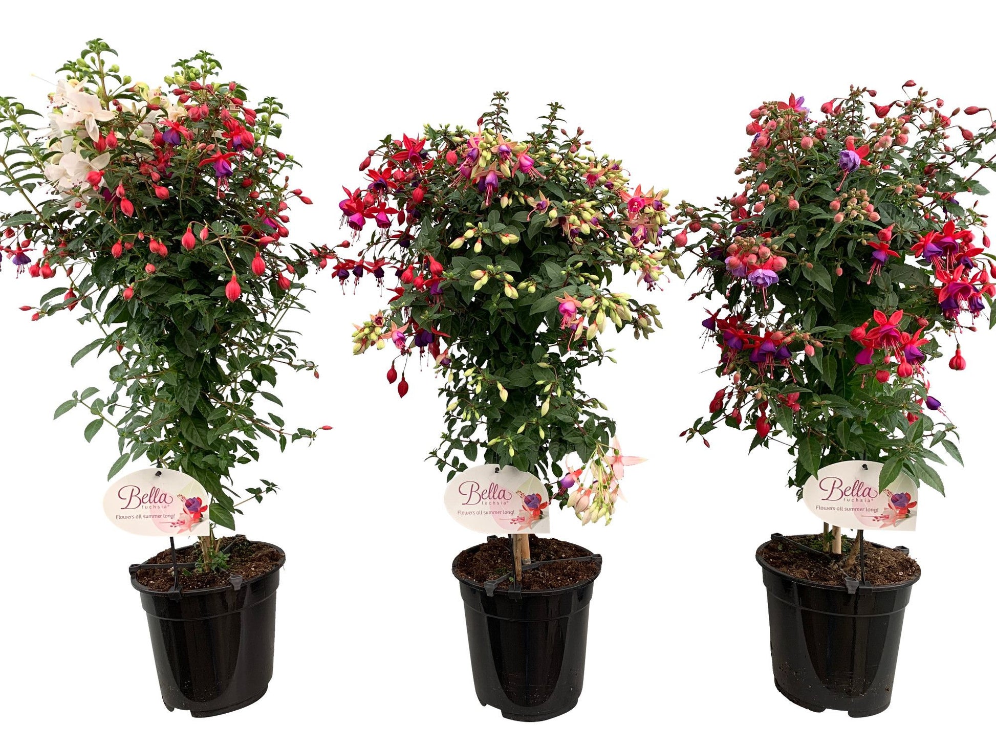 Fuchsia Ibiza mix in pot stam 75cm 19cm Pot