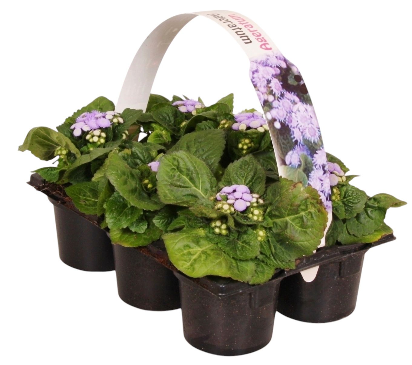 Ageratum hous. blue 15cm 9cm Pot