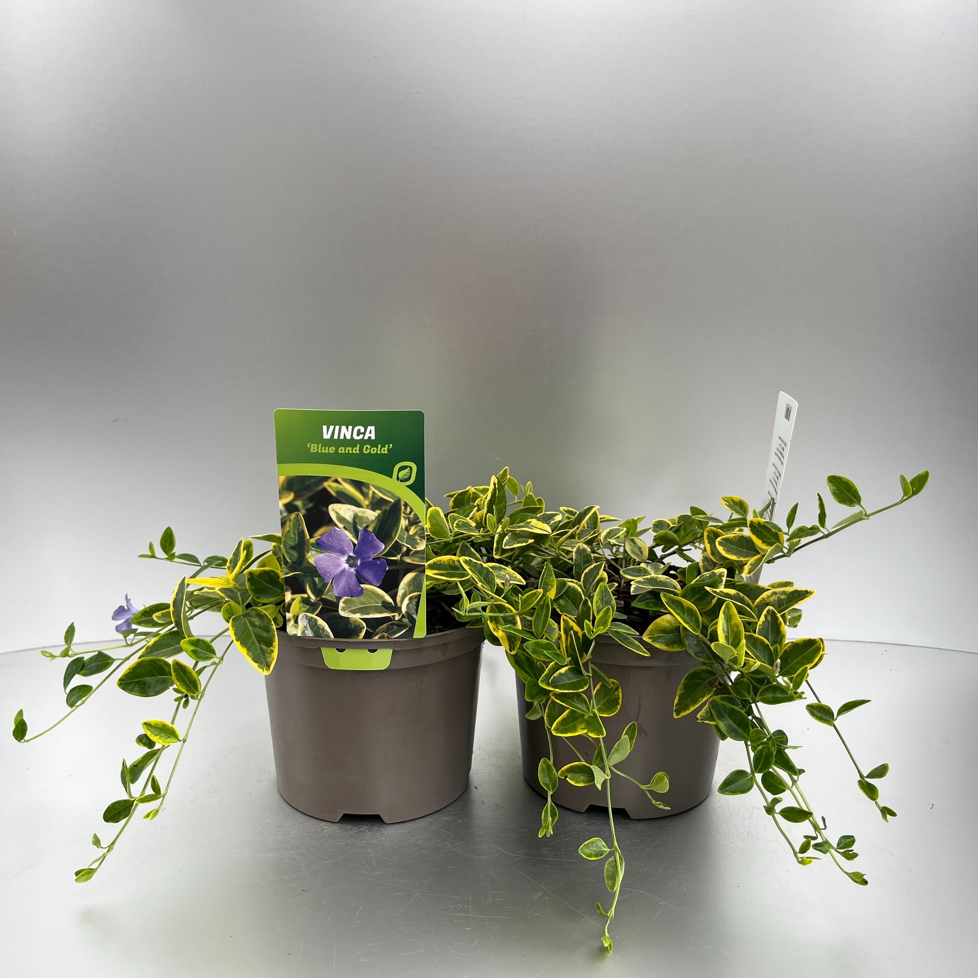 Vinca min. Blue and Gold 20cm 17cm Pot