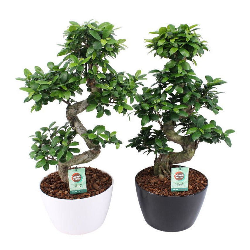 Ficus Ginseng in Black & White pot 75cm 28cm Pot