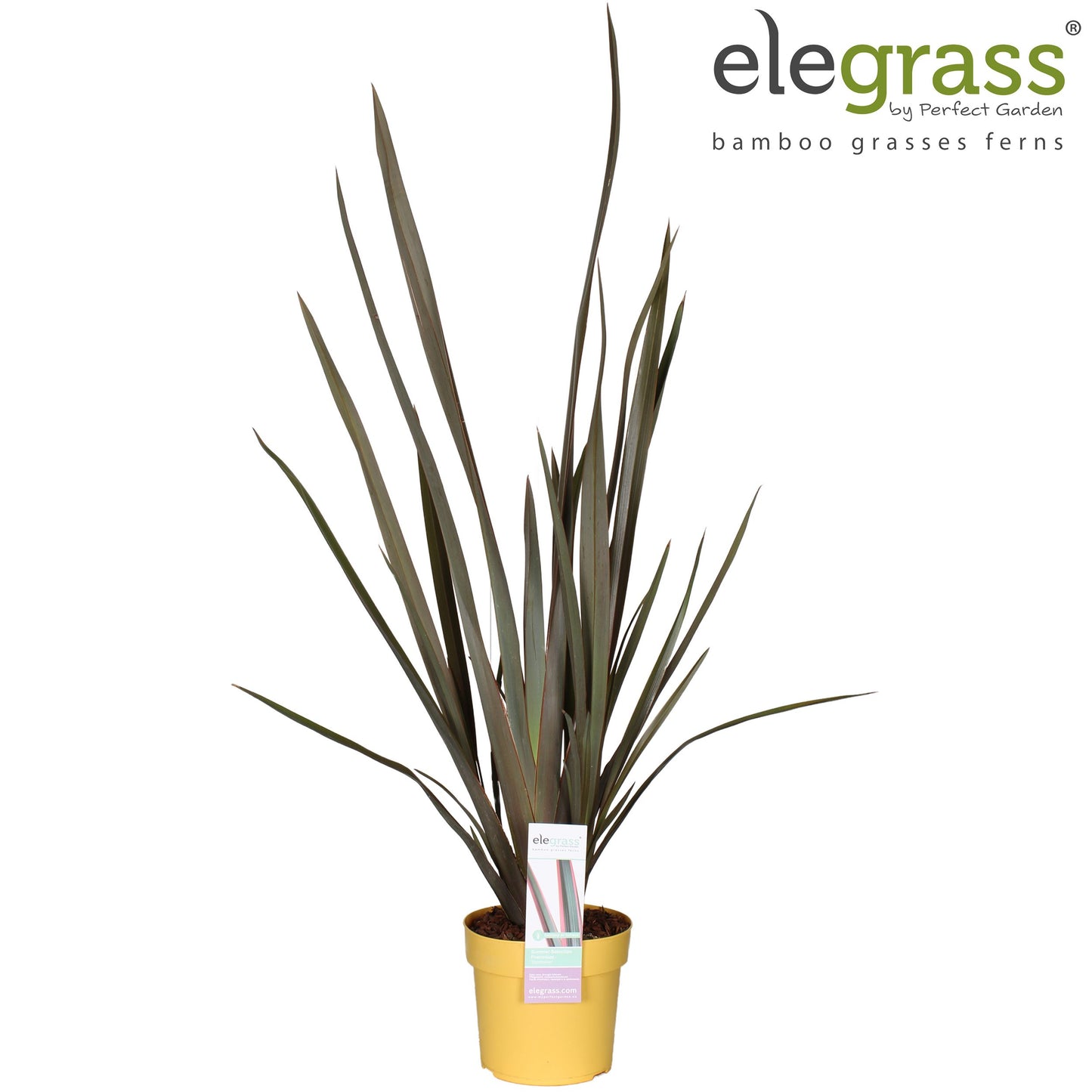 Phormium tenax 65cm 19cm Pot