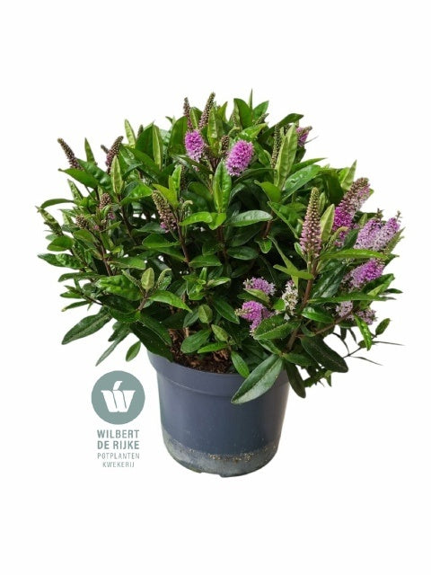 Hebe Queen Kiwi quatro 40cm 23cm Pot