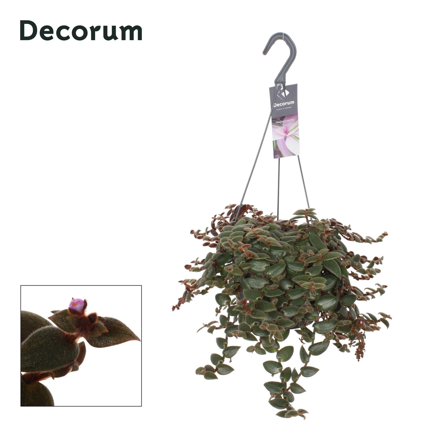 Tradescantia Brown Hill 35cm 17cm Pot