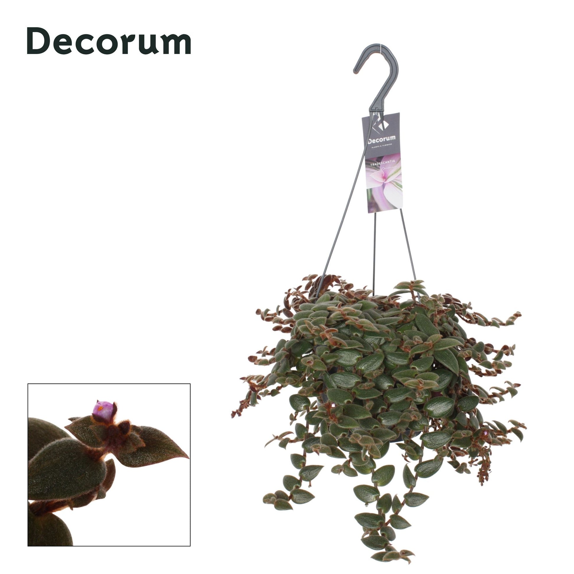 Tradescantia Brown Hill 35cm 17cm Pot