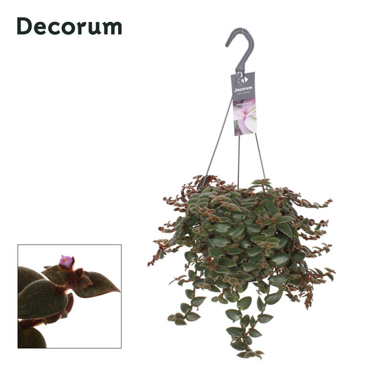 Tradescantia Brown Hill 35cm 17cm Pot