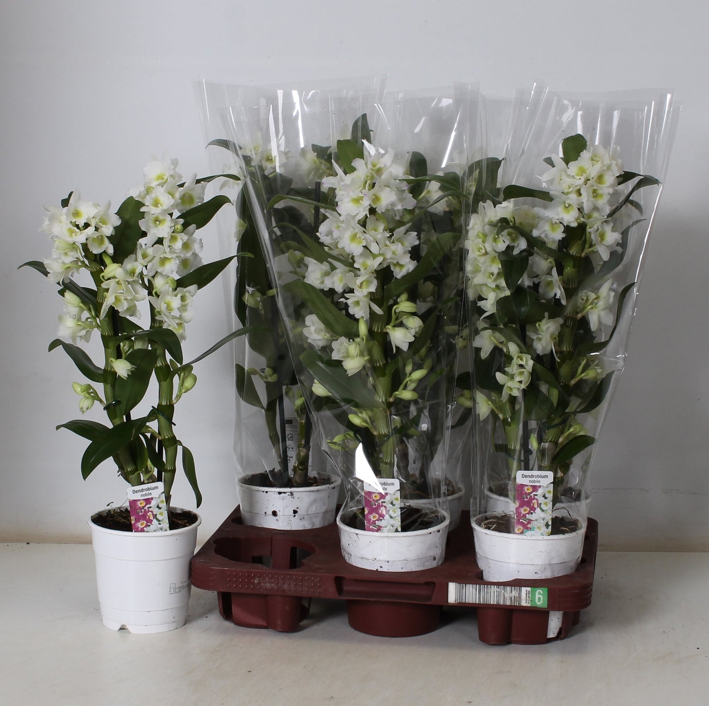 Dendrobium Apollon 50cm 12cm Pot