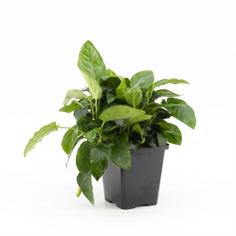 Anubias barteri 15cm 9cm Pot
