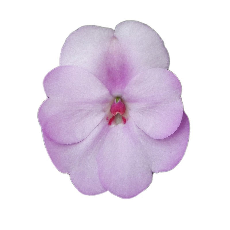 Impatiens Sunpatiens Orchid Blush 35cm 17cm Pot
