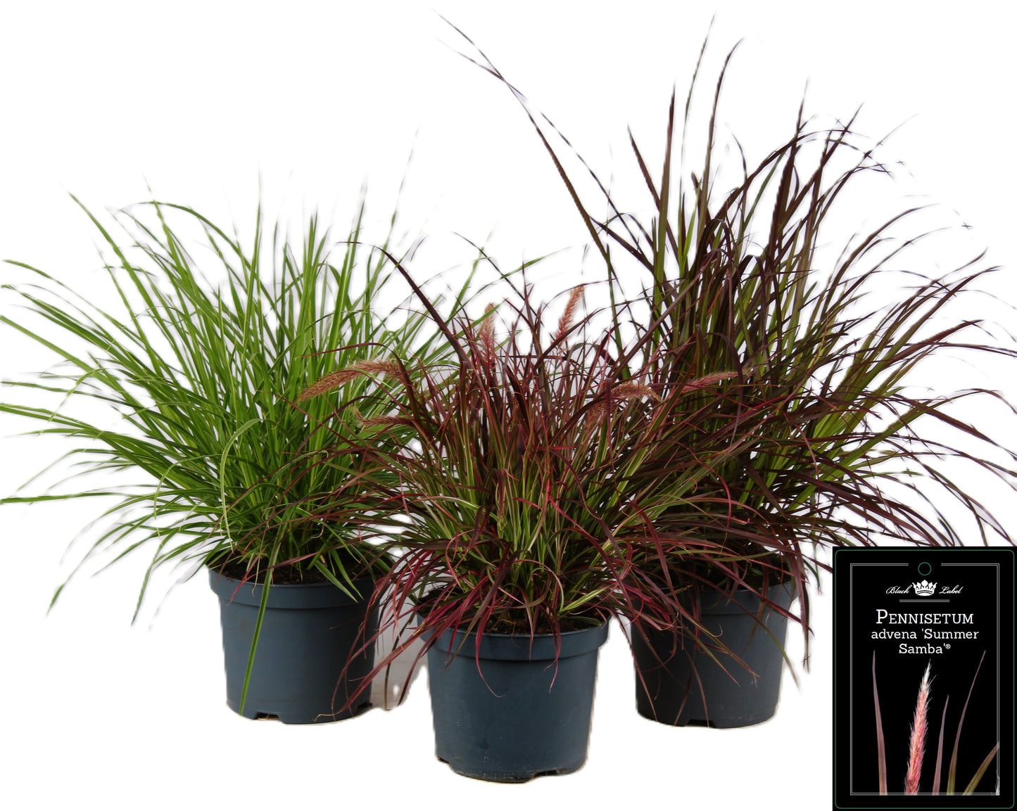 Pennisetum mix 55cm 19cm Pot